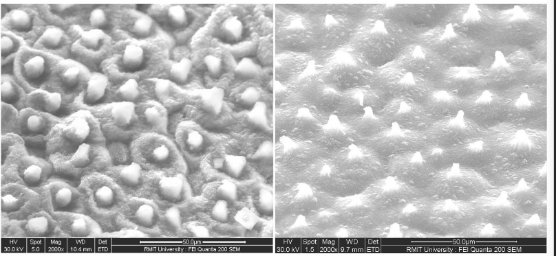 1644466401967827.png 荷花.png