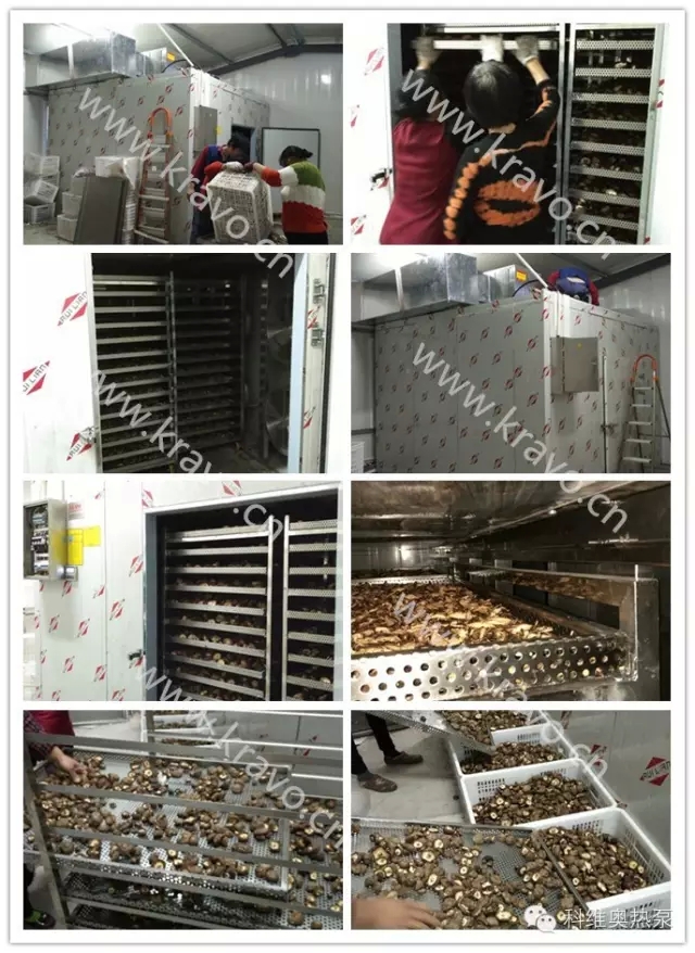 1440137413168282.jpg 熱泵干燥技術在食用菌2.webp.jpg